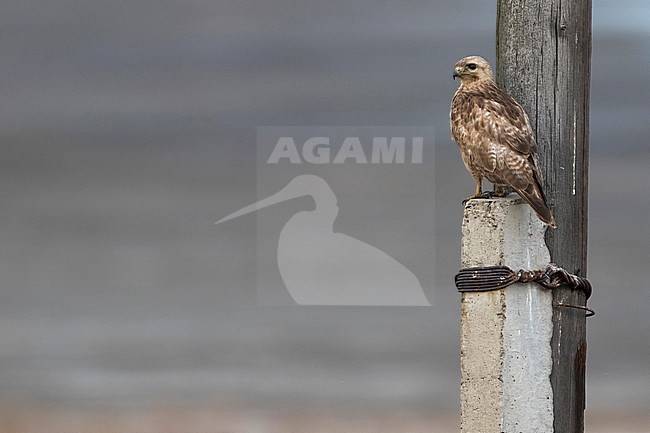 2nd cy Common Buzzard (Buteo buteo japonicus) in Russia (Baikal). stock-image by Agami/Ralph Martin,