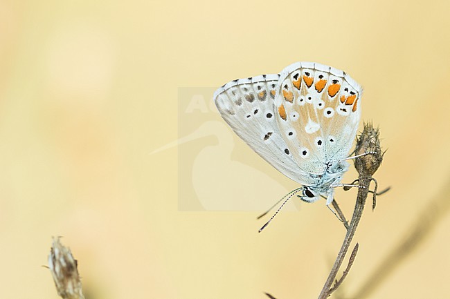 Lysandra bellargus - Adonis Blue  - Himmelblauer Bläuling, Germany, imago stock-image by Agami/Ralph Martin,