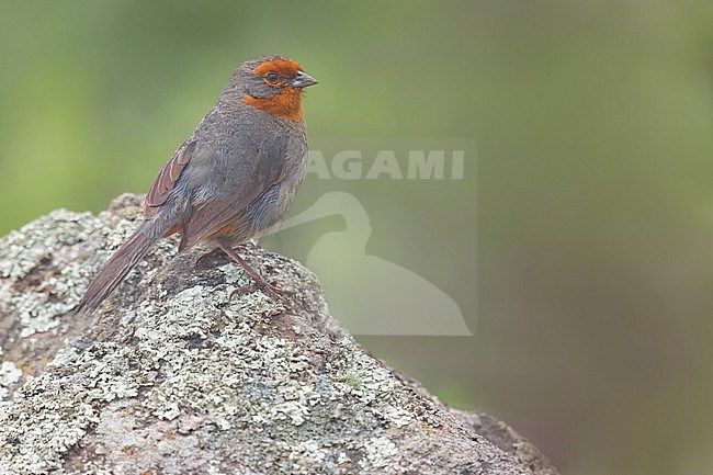Tucuman Mountain Finch (Poospiza baeri) Perched on top of a rock in Argentina stock-image by Agami/Dubi Shapiro,