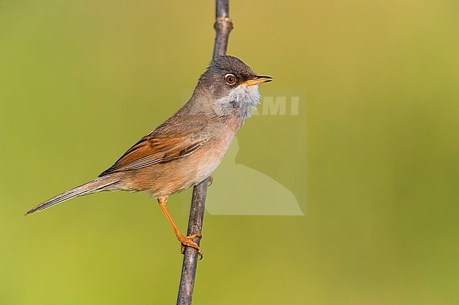 Adult male Spectacled Warbler, Sylvia conspicillata, in Italy. Singing male. stock-image by Agami/Daniele Occhiato,