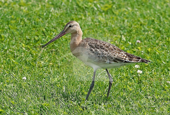 Black-tailed Godwit (Limosa limosa), juvenile standing in the field, seen from the side. stock-image by Agami/Fred Visscher,
