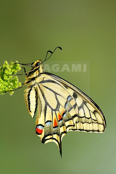 Old World Swallowtail (Papilio machaon) in Germany. With folded wings. stock-image by Agami/Ralph Martin,