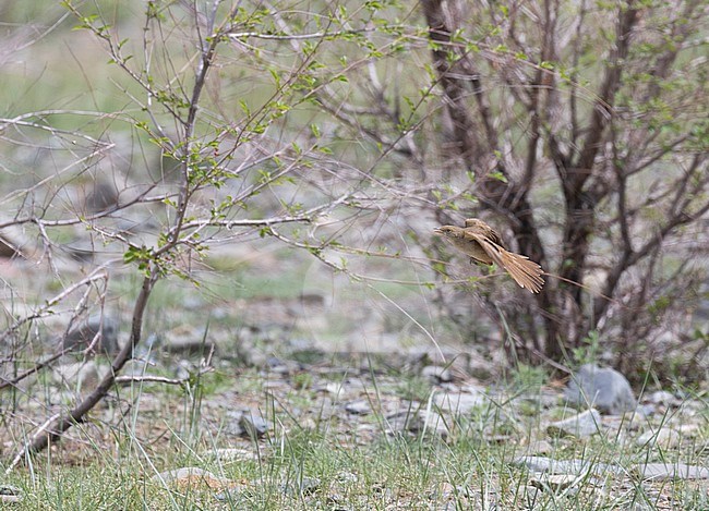 Thick-billed Warbler (Arundinax aedon) in flight in Mongolia stock-image by Agami/Dani Lopez-Velasco,