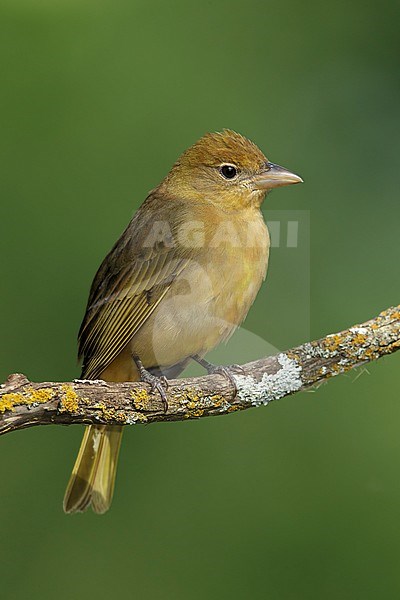 Adult female Summer Tanager (Piranga rubra)
Galveston Co., Texas, USA stock-image by Agami/Brian E Small,