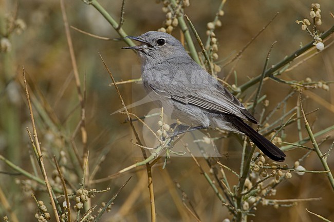 Blackstart adult perched; Zwartstaart volwassen zittend stock-image by Agami/Daniele Occhiato,