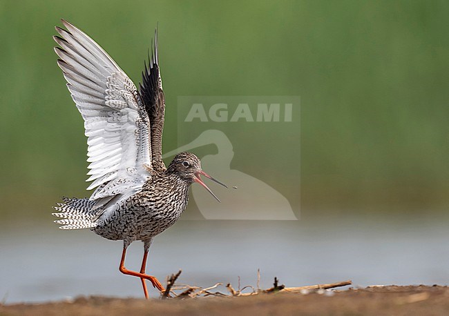 Tureluur met baltsgedrag stock-image by Agami/Han Bouwmeester,