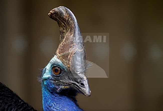 Closeup of a tame Southern Cassowary (Casuarius casuarius) in Cassowary House (Kuranda), Tablelands, Queensland in Australia. stock-image by Agami/Ian Davies,