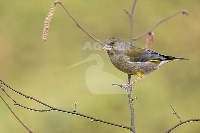 Greenfinch - Grünfink - Carduelis chloris ssp. chloris, Germany, adult male stock-image by Agami/Ralph Martin,