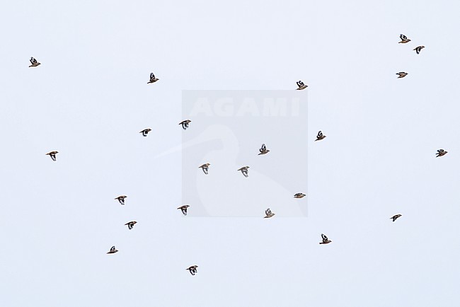 flock of hawfinch (coccothraustes coccothraustes) in flight, found in Dornod Aimag in Mongolia stock-image by Agami/Mathias Putze,