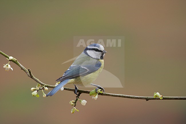 Pimpelmees zittend op tak; Blue Tit perched on branch stock-image by Agami/Reint Jakob Schut,
