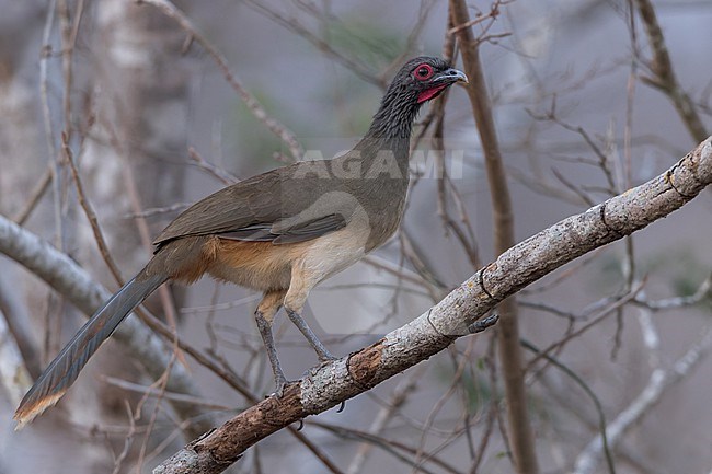 West Mexican Chachalaca (Ortalis poliocephala) in mexico stock-image by Agami/Dubi Shapiro,