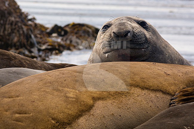 Southern elephant seal, Mirounga leonina. Sea Lion Island, Falkland Islands stock-image by Agami/Sergio Pitamitz,