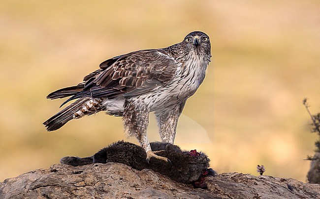 Male Bonelli's Eagle plucking a rabbit on a cliff  in the mountais of Spain stock-image by Agami/Onno Wildschut,