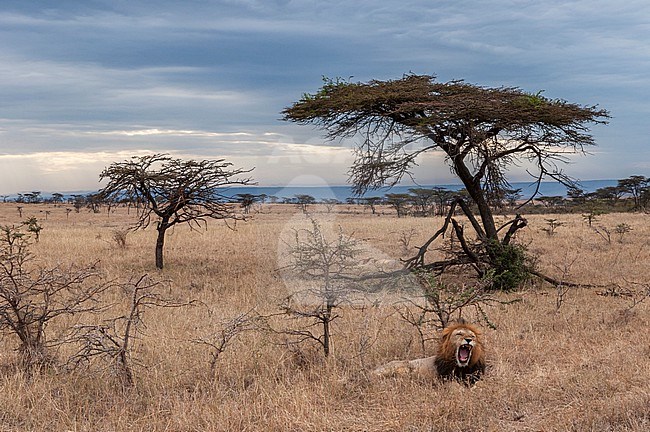 A male lion, Panthera leo, resting and yawning near a stand of acacia trees on the savanna. Mara National Reserve, Kenya. stock-image by Agami/Sergio Pitamitz,