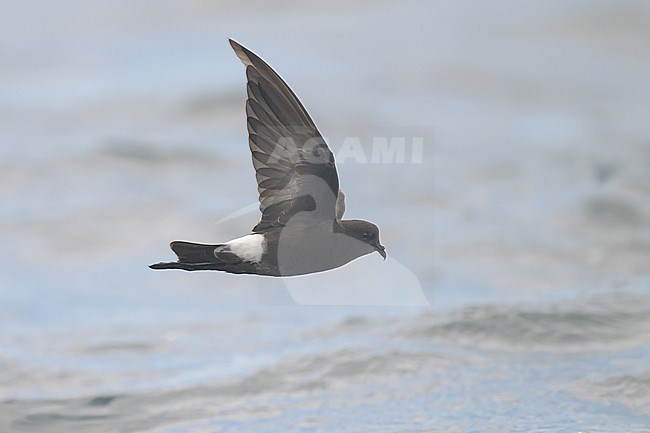 Wilson's storm petrel (Oceanites oceanicus), flying, with the sea as background. stock-image by Agami/Sylvain Reyt,