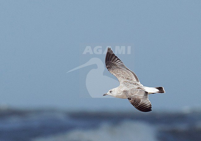 First winter Common Gull (Larus canus canus) showing broad dark tail band. Flying over the North Sea. stock-image by Agami/Edwin Winkel,
