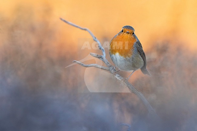 European Robin, Erithacus rubecula, in Italy. stock-image by Agami/Daniele Occhiato,