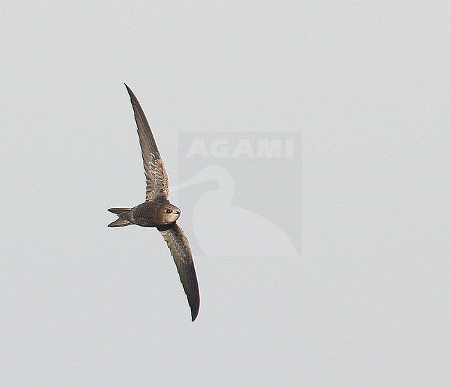 First-winter Pallid Swift (Apus pallidus), Cromer, Norfolk, England, during late autumn. stock-image by Agami/Steve Gantlett,