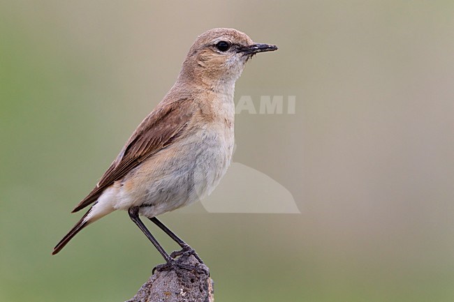 Izabeltapuit in zit; Isabelline Wheatear perched stock-image by Agami/Daniele Occhiato,