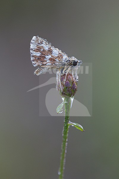 Red-underwing Skipper (Spialia sertorius) in rest on small plant in Mercantour in France, sitting against green colored background. stock-image by Agami/Iolente Navarro,