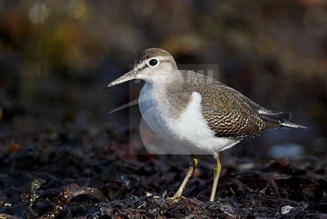 Juveniele Oeverloper; Juvenile Common Sandpiper stock-image by Agami/Markus Varesvuo,