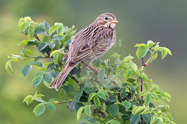 Corn Bunting, Emberiza calandra, in Italy. stock-image by Agami/Daniele Occhiato,