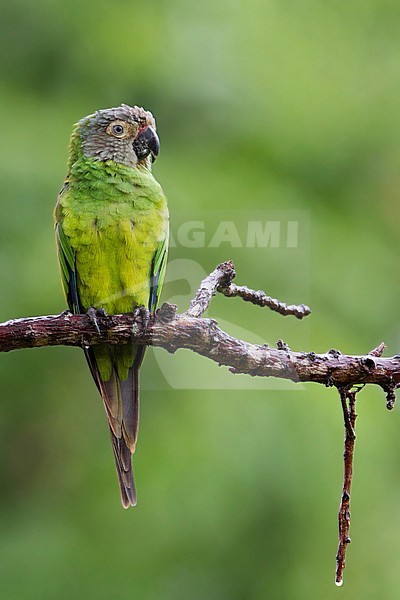  stock-image by Agami/Dubi Shapiro,