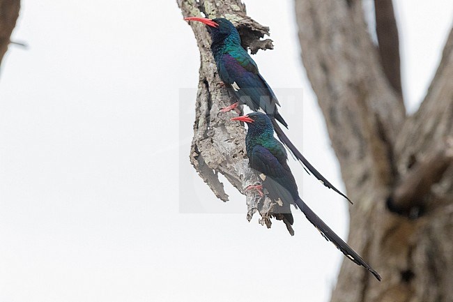 Green Wood Hoopoe (Phoeniculus purpureus), two adults perched on deaed branch, Mpumalanga, South Africa stock-image by Agami/Saverio Gatto,