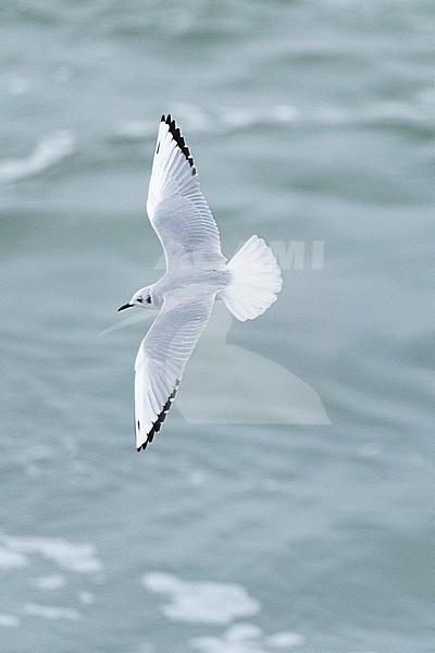  stock-image by Agami/Menno van Duijn,