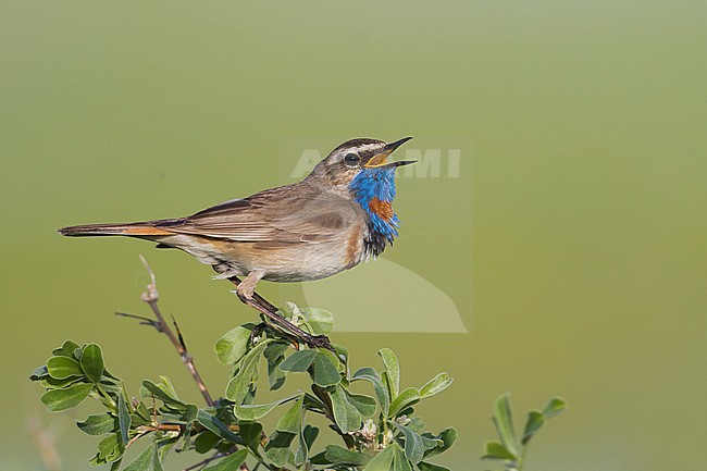 Red-spotted Bluethroat - Blaukehlchen - Cyanecula svecica ssp. pallidogularis, Kazakhstan, adult male stock-image by Agami/Ralph Martin,