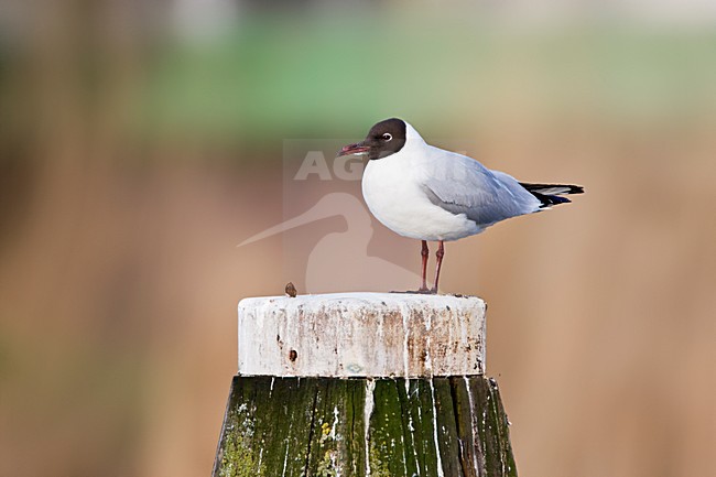 Kokmeeuw in zit op dukdalf; Black-headed Gull perched on a pole stock-image by Agami/Marc Guyt,