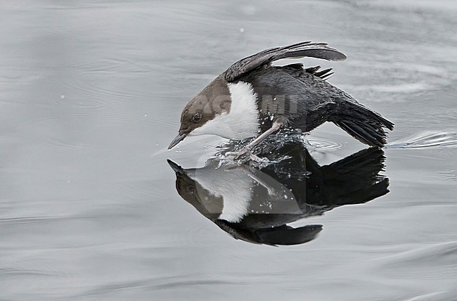 Black-bellied White-throated Dipper, Cinclus cinclus cinclus, wintering in stream in cold frozen taiga forest in northern Finland. stock-image by Agami/Markus Varesvuo,