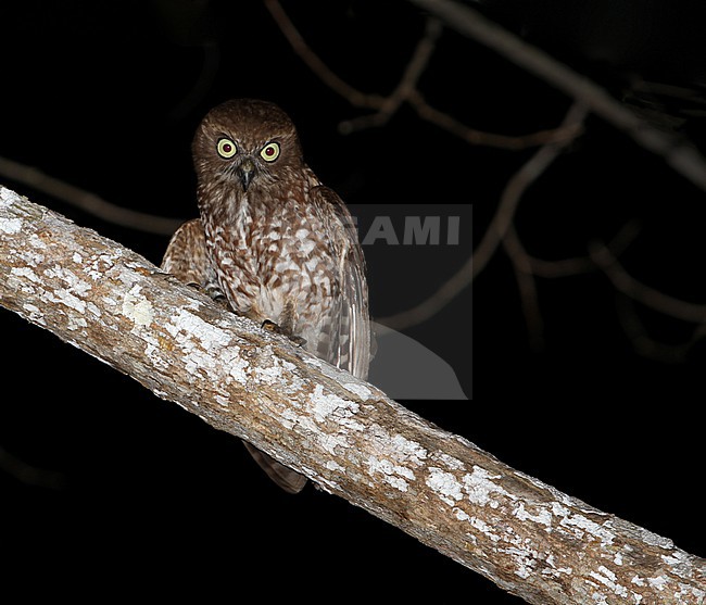 Alor Boobook (Ninox plesseni) in the Lesser Sundas, Indonesia. stock-image by Agami/James Eaton,