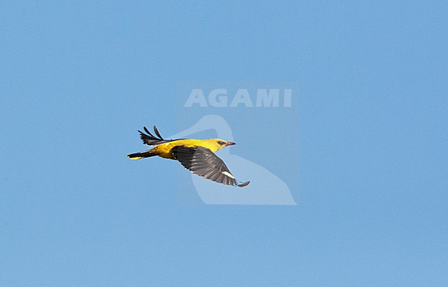 Wielewaal man vliegend; Golden Oriole male flying stock-image by Agami/Marc Guyt,
