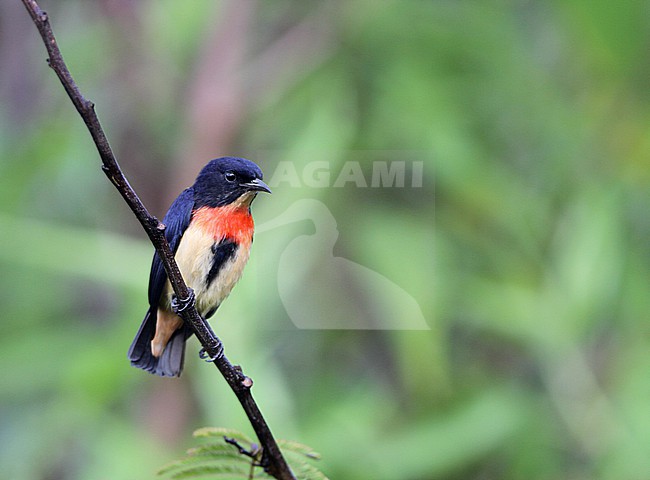Male Flores flowerpecker (Dicaeum rhodopygiale) on Flores island, Lesser sundas, Indonesia. stock-image by Agami/James Eaton,
