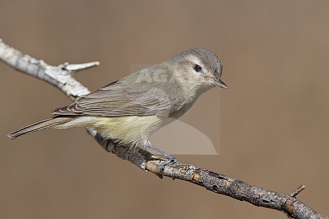 Adult
Riverside Co., CA
April 2010 stock-image by Agami/Brian E Small,