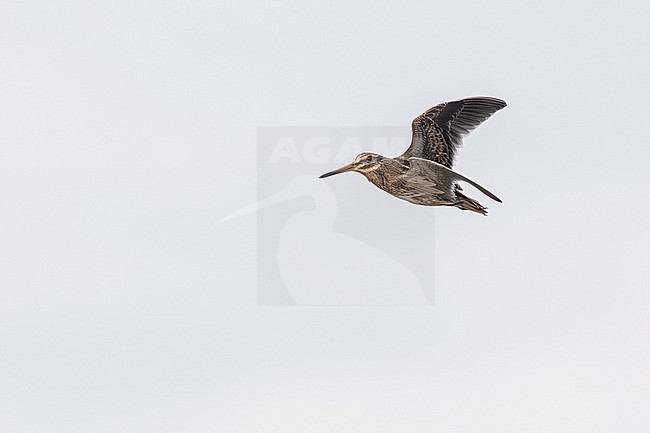 Jack Snipe (Lymnocryptes minimus) flying over Westdam of Zeebrugge, West Flanders, Belgium. stock-image by Agami/Vincent Legrand,