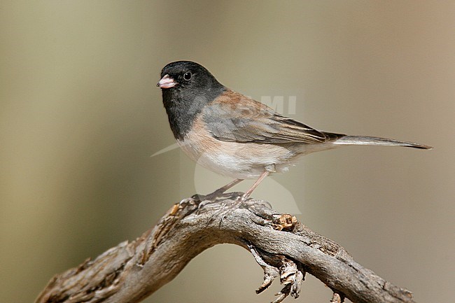 Adult male
Socorro Co., NM
December 2007 stock-image by Agami/Brian E Small,