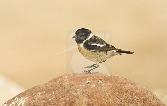 Roodborsttapuit, European Stonechat, Saxicola rubicola stock-image by Agami/Marc Guyt,