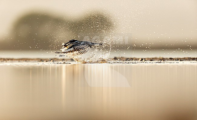 A backlight Pied Kingfisher (Ceryle rudis) emerging with a fish in its bill from a water pool in South Africa with lots of water drops in the air. stock-image by Agami/Bence Mate,