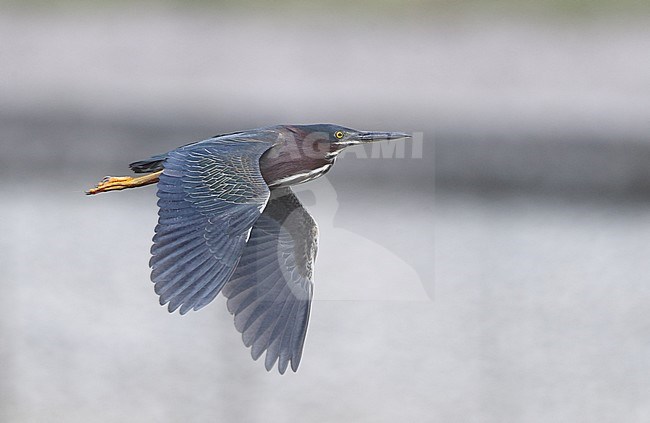 Green Heron, Butorides virescens, in flight in Florida, USA stock-image by Agami/Helge Sorensen,