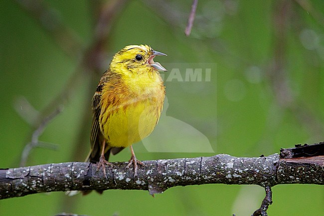 Yellowhammer (Emberiza citrinella), front view of an adult male perched on a branch, Abruzzo, Italy stock-image by Agami/Saverio Gatto,
