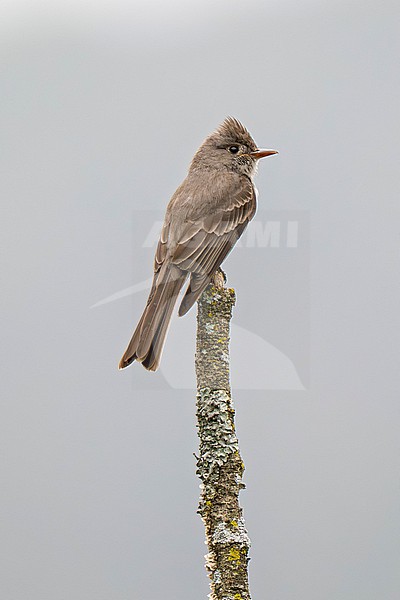 Southern Tropical Pewee (Contopus cinereus pallescens) adult perched on a dead snag in the Yungas rainforest of Argentina, against plain background stock-image by Agami/Andy & Gill Swash ,