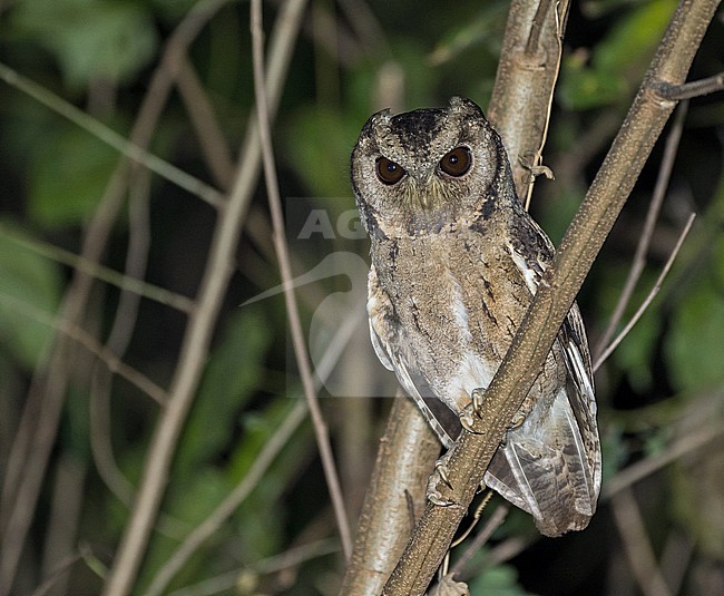 Collared Scops Owl (Otus lettia) in Thailand. stock-image by Agami/Pete Morris,