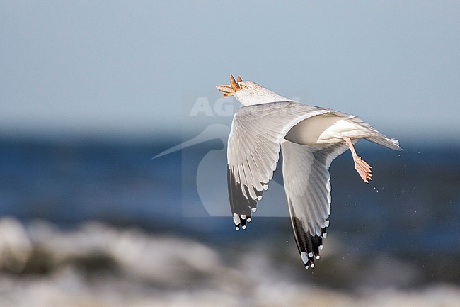 Zilvermeeuw vliegend met zeester in bek; Herring Gull flying with starfish in beak stock-image by Agami/Menno van Duijn,