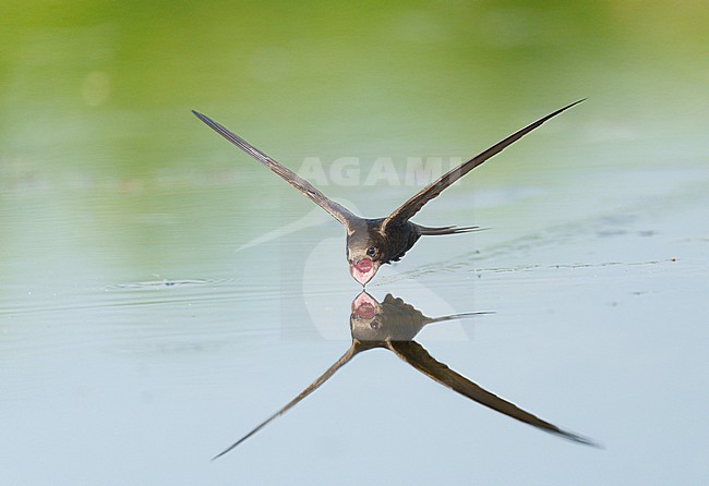 Drinking and foraging adult Common Swift (Apus apus) on a very hot weather summer day, skimming water surface by flying fast and very low with its bill wide open. Surface of the water is very smooth and calm and creating a reflection and mirror image of the bird. Bill wide open and pink throat visible stock-image by Agami/Ran Schols,