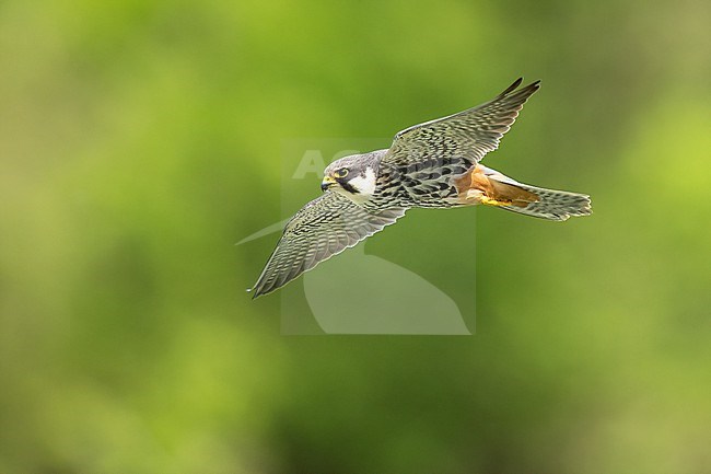 Eurasian Hobby (Falco subbuteo) flying in front of green background in Switzerland. stock-image by Agami/Marcel Burkhardt,