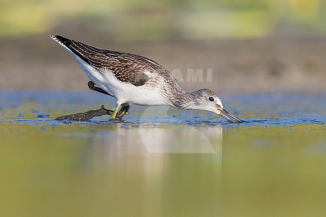Greenshank (Tringa nebularia), side view of an adult looking for food in a pond, Campania, Italy stock-image by Agami/Saverio Gatto,
