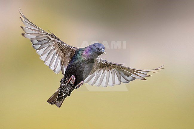 Adult Common Starling, Sturnus vulgaris, in Italy. stock-image by Agami/Daniele Occhiato,