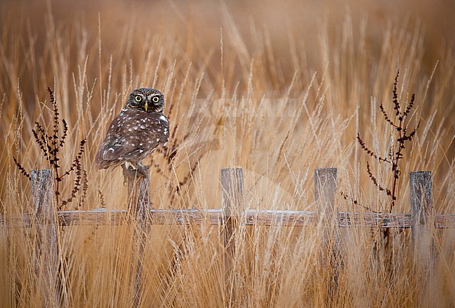 Little Owl (Athene noctua) in Italy. stock-image by Agami/Daniele Occhiato,